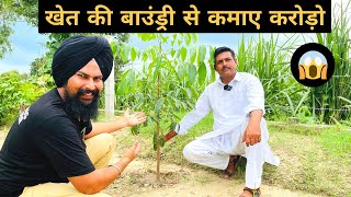 इस पौधे से कमाए करोड़ों | Mahogany Tree Farming in India | Swietenia Mahagoni📞7015842336