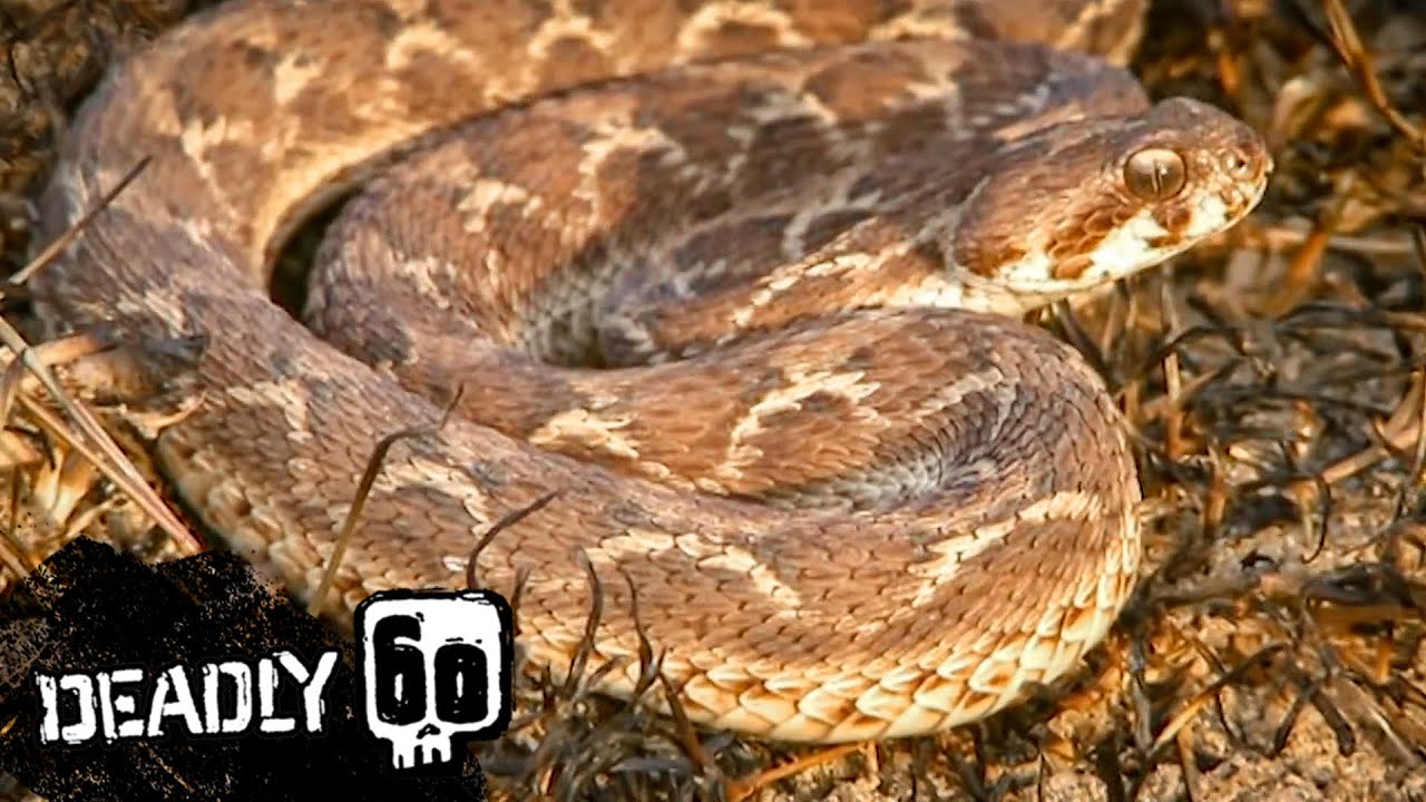 Rinkhals Snake Plays Dead, Deadly 60