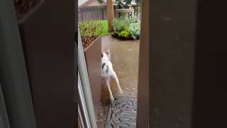 Puppy discovers rain. And decides she’s not too crazy about it. #parsonrussellterrier