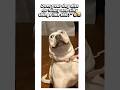 Does your dog also do funny and silly things like this?"🐶😂#funny #dog #trendingshorts