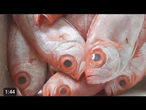 شوف اسعار الجمبري وصل لكام واسماك السويسي بالأسعار اليومين دول