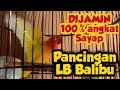 Sebelum Lomba Tes Mental Love Bird Anda Dengan Lb Dewa Kunyit Ini Mp3 - Mp4 Download
