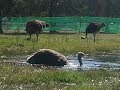 Посетили страусиную ферму. Разведение страусов в Америке. Ostrich Farm. My American Life