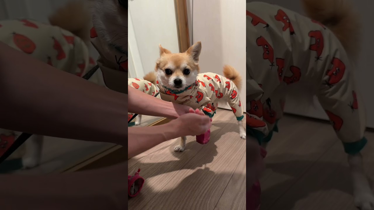 この日、夜には雨が止んで3人でお散歩に行きました　#ちわ柴　#ちわわ