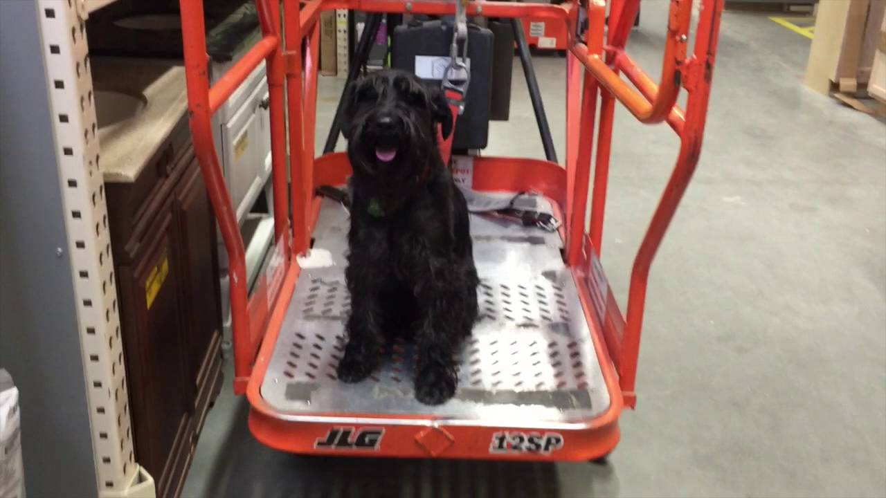 2 Year Old Standard Schnauzer 