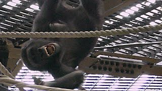 ゴリラの長男・ゲンタロウ(８歳)の華麗なるパフォーマンス【京都市動物園】