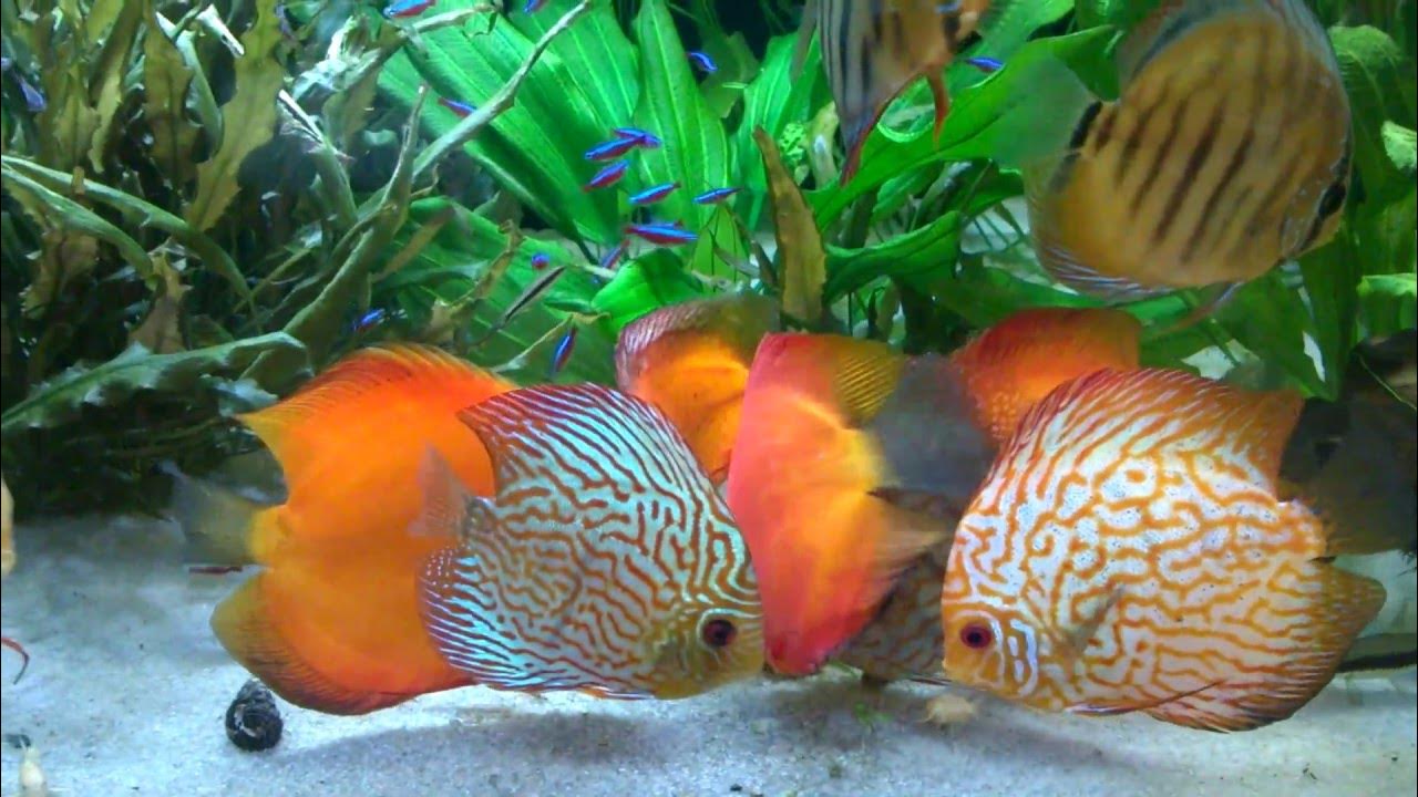 Beef Heart Paste V+COLOR 350g Discusfood YouTube