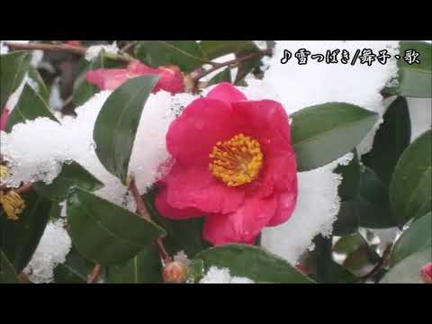 雪つばき/大道マコ　舞子・歌