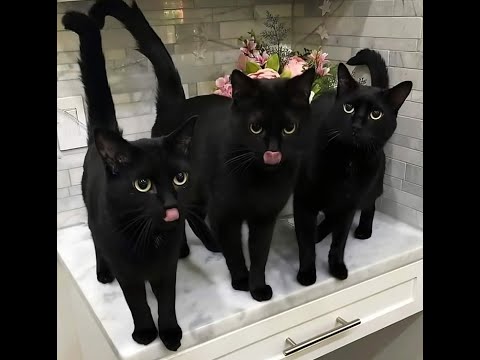 😺 Коты - разбойники! 🐈 Смешное видео с котами и котятами для хорошего настроения! 😸