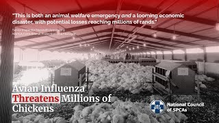 South Africa Is On The Brink Of A Bird Flu Disaster.