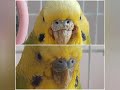 Клещ у волнистого попугая.  A tick in a budgerigar.