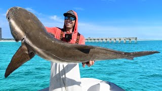 $20,000 Fish Going Extinct...Catch Clean & Cook Cobia by Ryan Morie 298,486 views 1 year ago 45 minutes