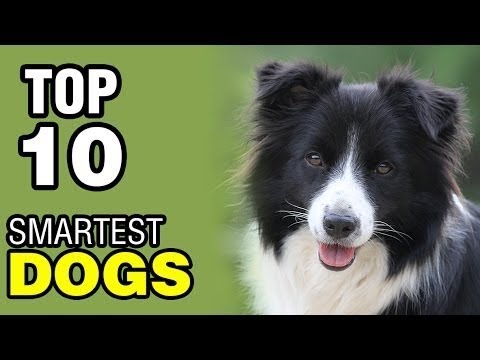 Video: Arbetande Hundraser