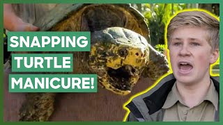 Robert Irwin Cuts Snapping Turtles' Nails | Crikey! It's The Irwins