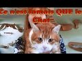 Voulezvous survivre  episode 2  ce nest jamais que le chat