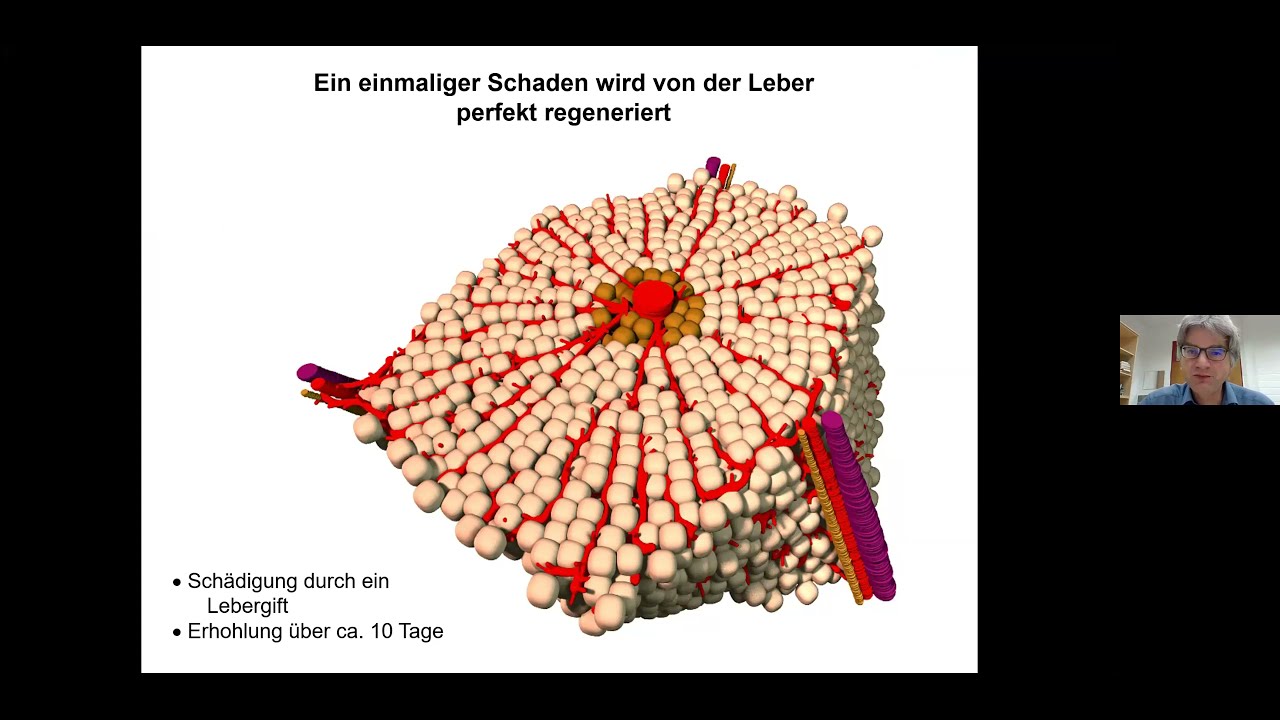 Leber entgiften und stärken: 7 TOP Lebensmittel für eine gesunde Leber!