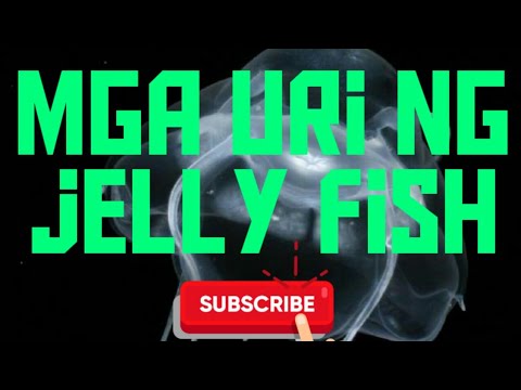 Video: Iba't Ibang Karne Jelly