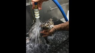 Funny Cute Cats Grooming - Compilation by MeowCat 447 views 6 years ago 4 minutes, 37 seconds