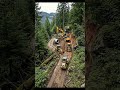 The Forest Transformation Nobody Expected 🌲✨