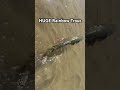 HUGE Rainbow Trout