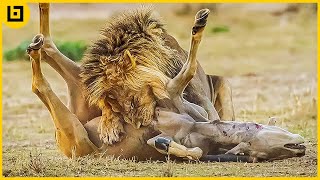 15 Merciless Moments When Lions Attack Their Prey