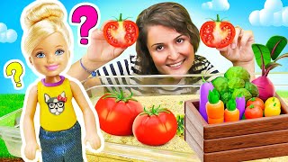 Barbie Chelsea bozulan domateslerinden tohum alıp tarlaya ekiyor! Kızlar için video