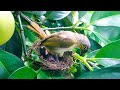 The Daily Life of Bird Parents Defending Their Nest (8) – Bulbul and Her Hungry Hatchlings! E234