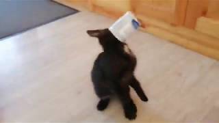 Black kitten Platon and yogurt. by StreetWorld Cats 210 views 3 years ago 1 minute, 32 seconds