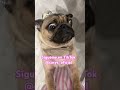 Minivlog #parati  #creatorcontent  #pugshortvideo