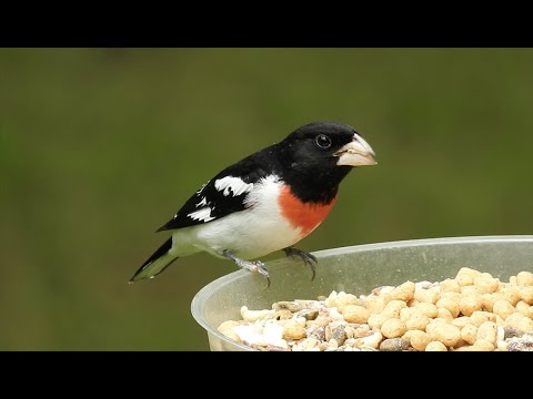 Watch a Rose-breasted Grosbeaks Snack Highjacked by a Grackle