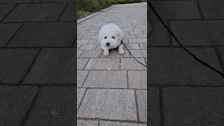 힘쎈 강아지 #tv동물농장 #bichonfrise