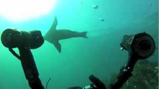 Sea Lions in Anacapa, 8