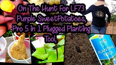 On The Hunt For LeadFarmer73 Purple SweetPotatoes and The Pro Plugger 5 in 1 Planting Tool