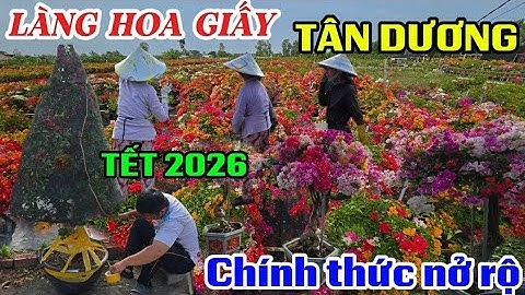 BẤT NGỜ LÀNG HOA GIẤY TÂN DƯƠNG TẾT 2026 CHÍNH THỨC NỞ RỘ ĐẸP MÊ HỒN 