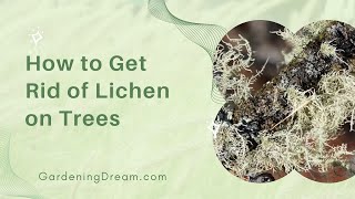 How to Get Rid of Lichen on Trees