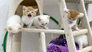 "Help us down!" - kittens cry for help