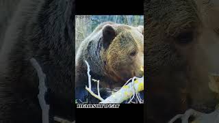 Я тут немножко покушаю. Вы не против?🐻