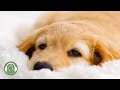 강아지를 위한 수면음악🐶스트레스 해소와 심리안정을 위한 음악🎵혼자있는 강아지를 위한 음악