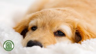 Sleeping Music for Dogs🐶Relaxing Music to Help Your Dog Sleep🎵Stress Relief Music. by My Pet Music 49,489 views 8 months ago 11 hours, 31 minutes