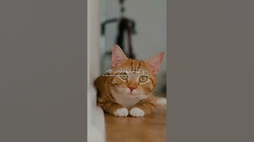 اكتب شي تؤجر عليه ❤️ #تلاوة_خاشعة #اكسبلور #المصحف #قران_كريم