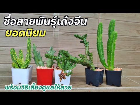 วีดีโอ: ดอกไม้ระฆังปะการัง - วิธีปลูกระฆังปะการัง