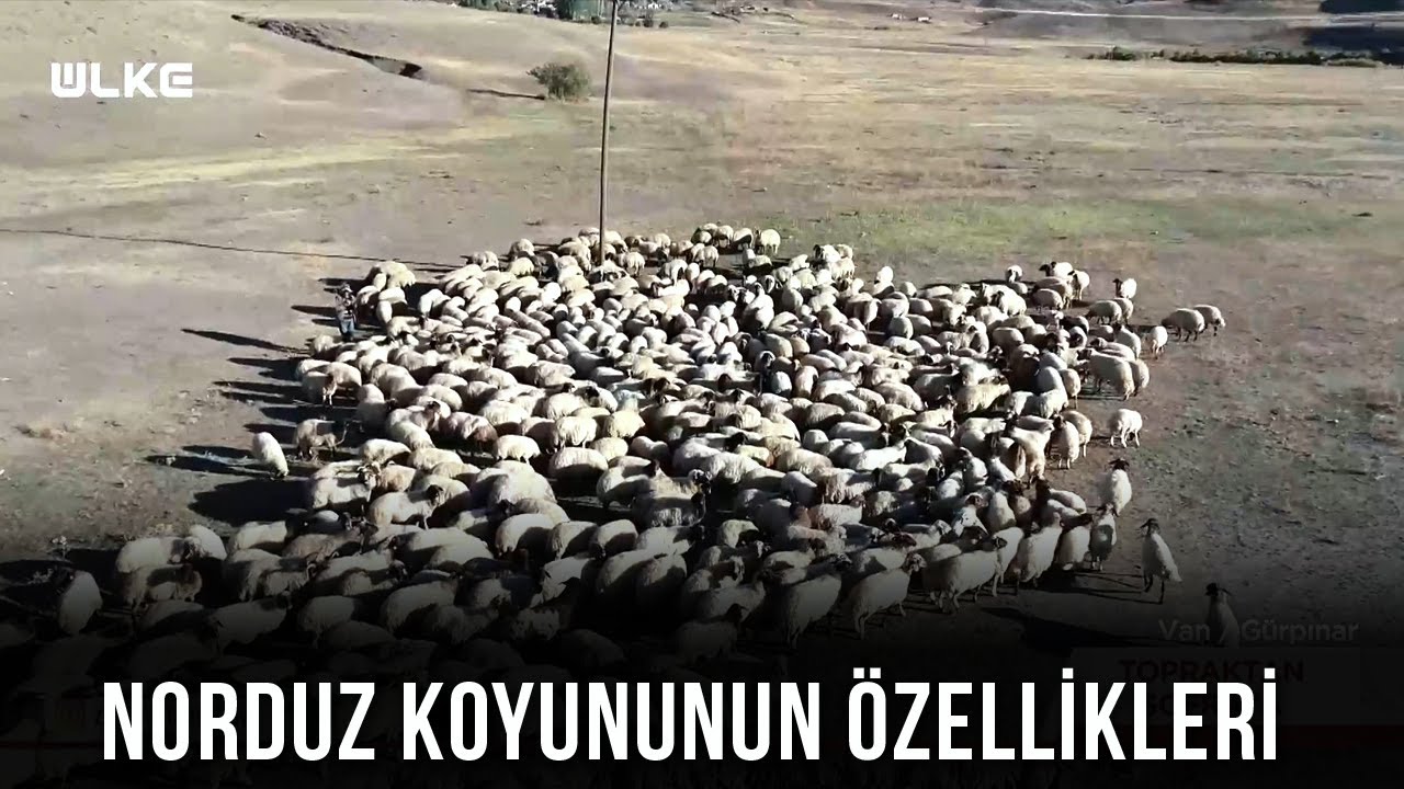 Van'ın Kendine Has Norduz Koyunları! - Topraktan Sofraya