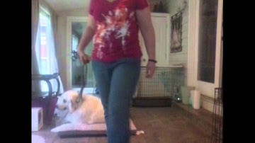 How To: E-collar Place Command