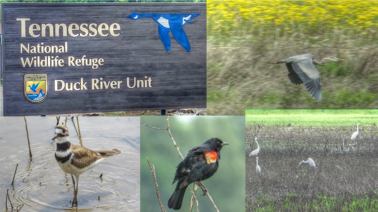 Tennessee Duck River National Wildlife Refuge - YouTube