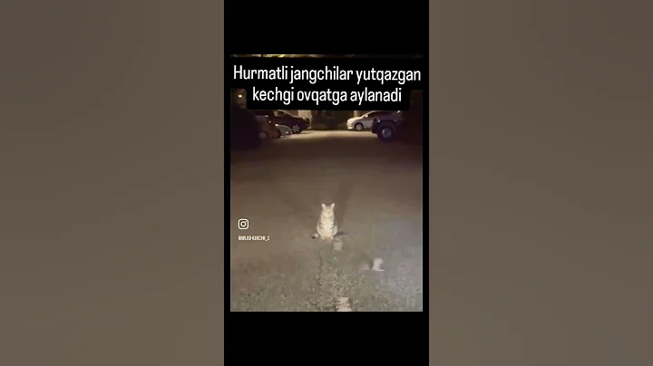 Video 11243601: cute cats living, funny cat live