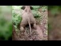 Cute! Baby elephant uses muddy slope as playground slide