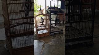 Jagal blorok betina #gacoran