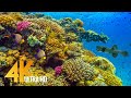 Amazing underwater world of the red sea  4k relaxation with calming music  3 hour  part 1