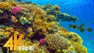 Amazing Underwater World of the Red Sea in 4K UHD (3 HOUR)  Part #1