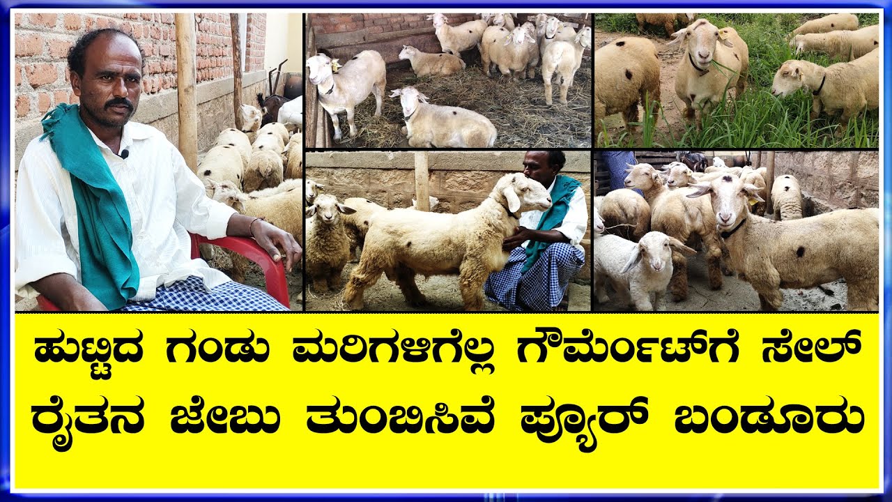 ವಿಶ್ವ ಪ್ರಸಿದ್ಧ ಬಂಡೂರು ಕುರಿ ತಳಿ  government ಗೆ  ಟಗರು ಮಾರಾಟ ಮಾಡಿದ ರೈತ Bandur kuri: breed of Karnataka